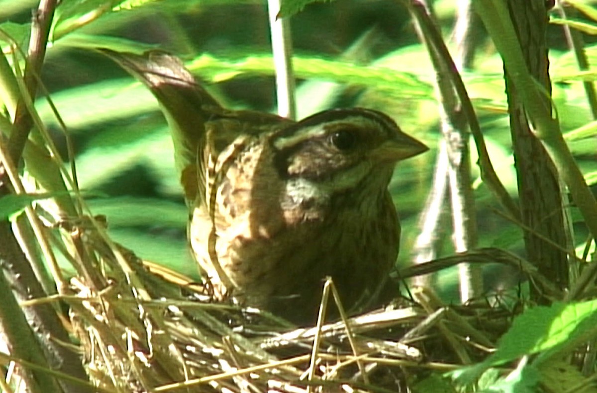 Tristram's Bunting - ML205064491