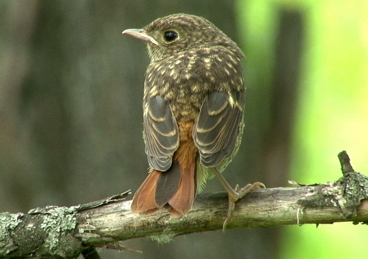 Daurian Redstart - ML205064501