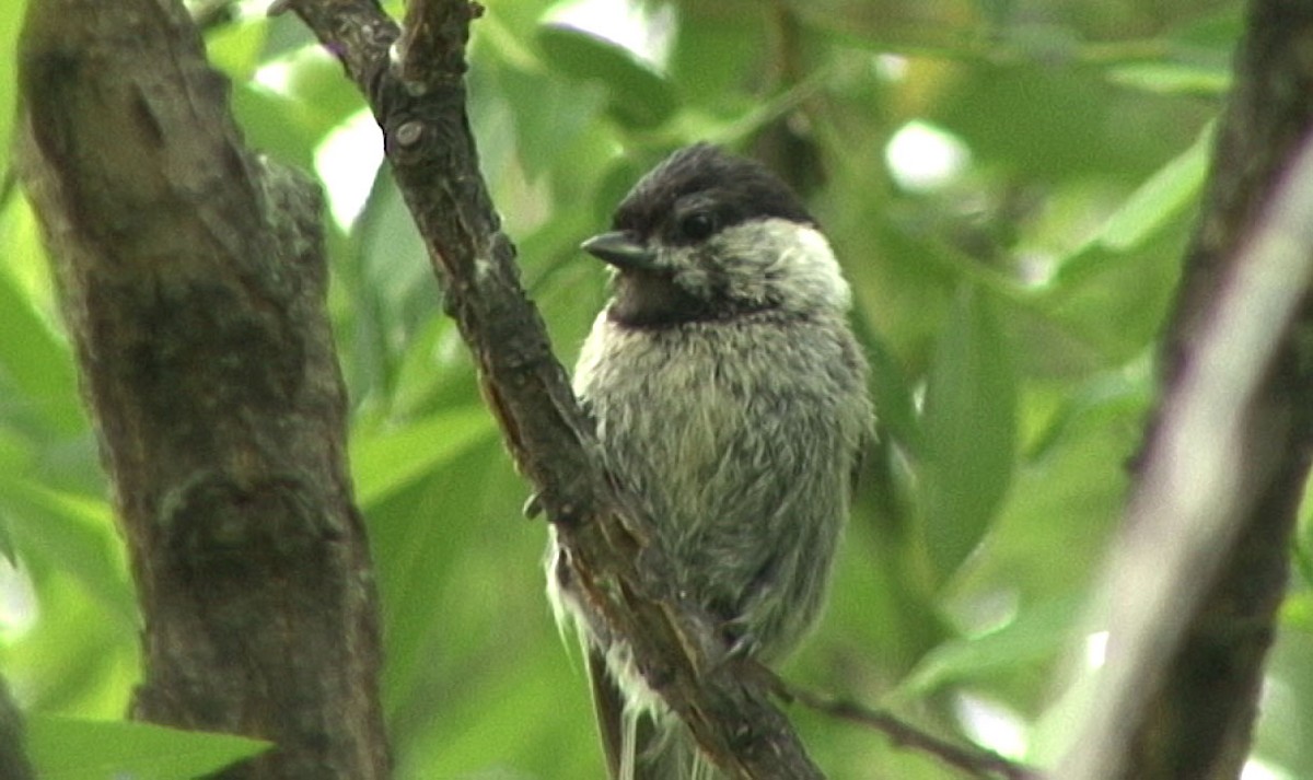 Marsh Tit - ML205064511