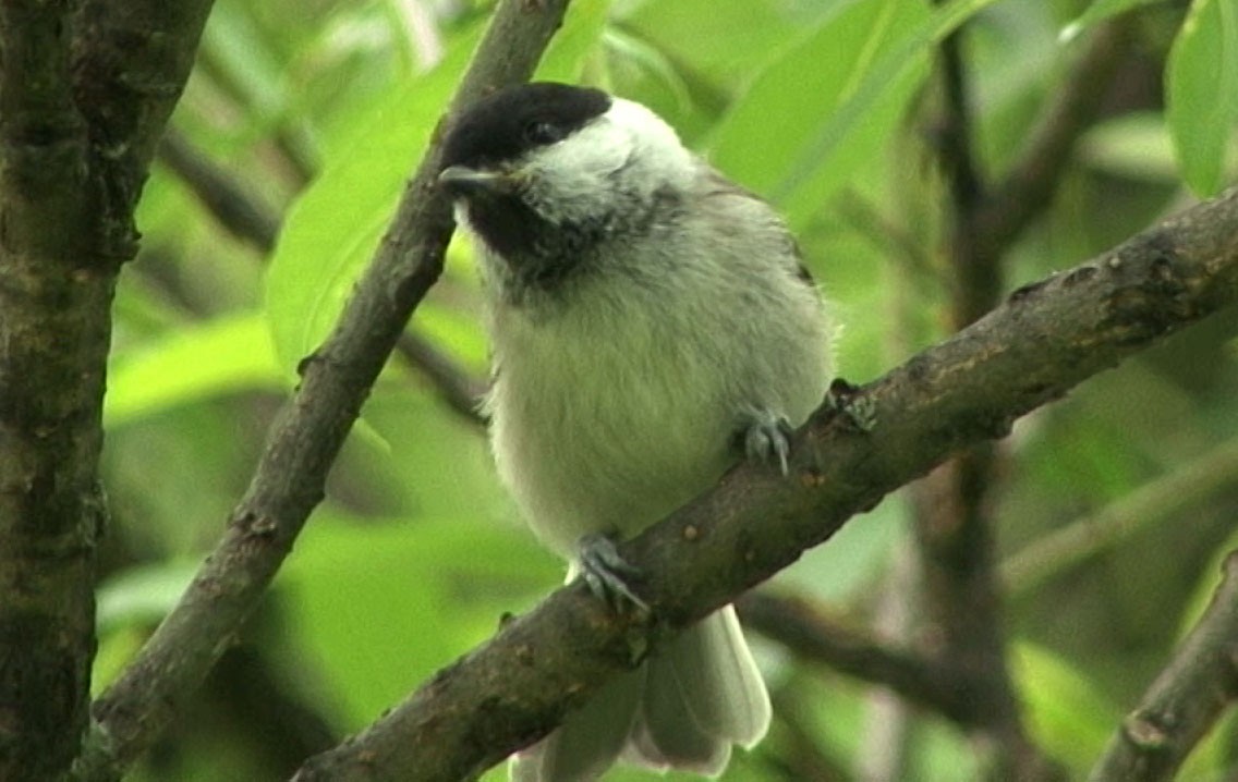 Marsh Tit - ML205064521