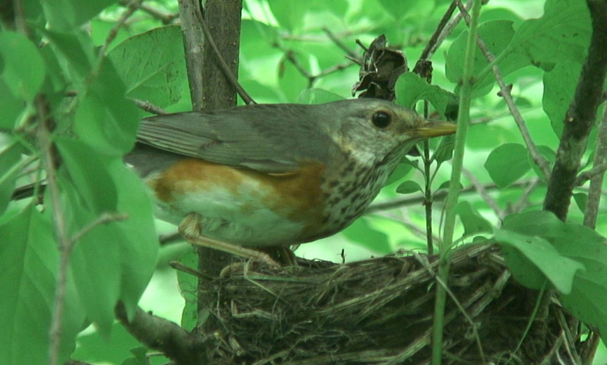 Gray-backed Thrush - ML205064541