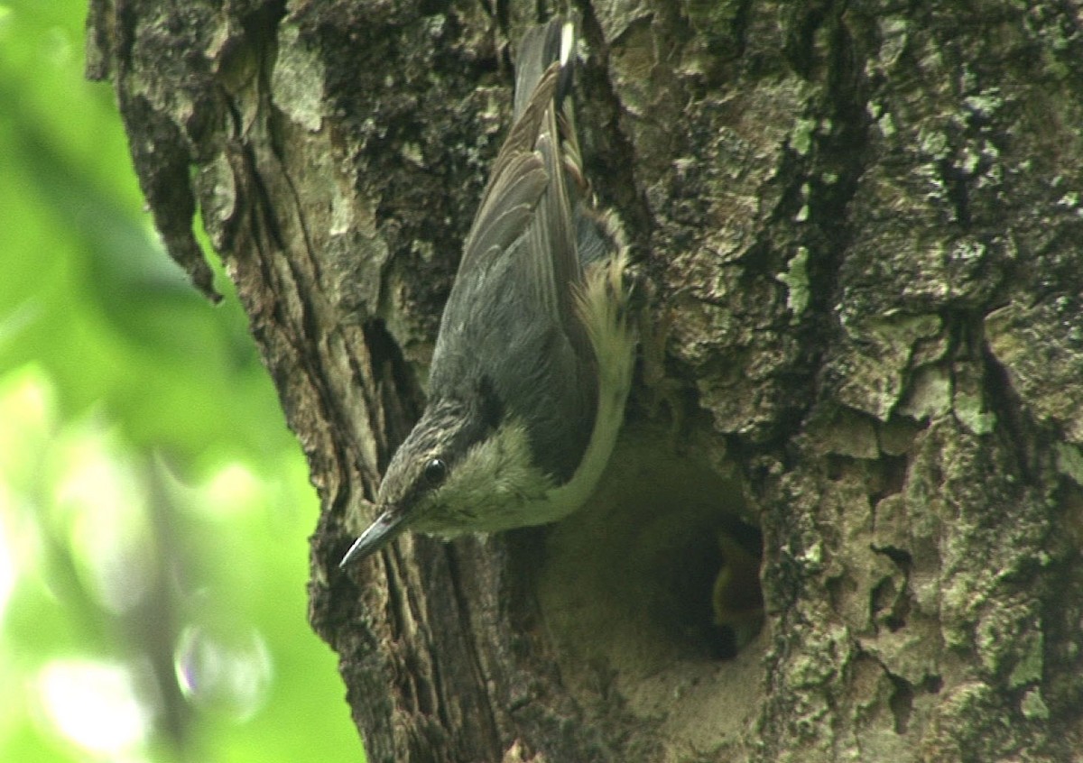 Eurasian Nuthatch (Buff-bellied) - ML205064551