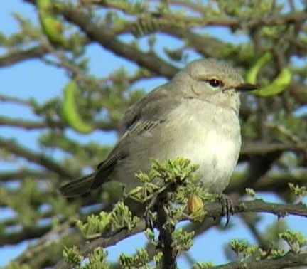 African Gray Flycatcher (Ethiopian) - Josep del Hoyo