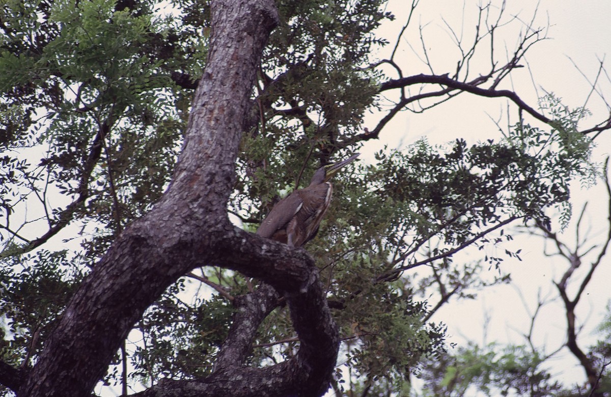 Bare-throated Tiger-Heron - ML205065061