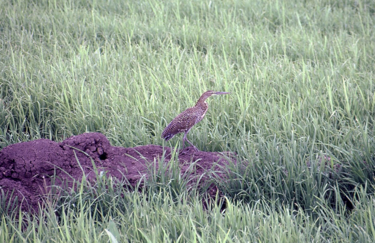 Bare-throated Tiger-Heron - ML205065071