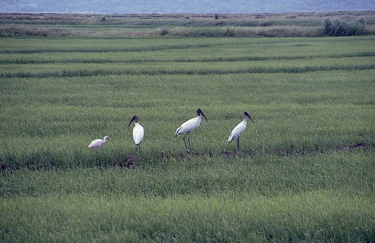 Wood Stork - ML205065091