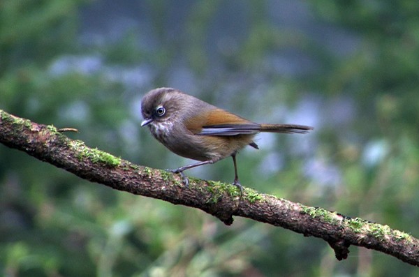 Taiwan Fulvetta - ML205065111