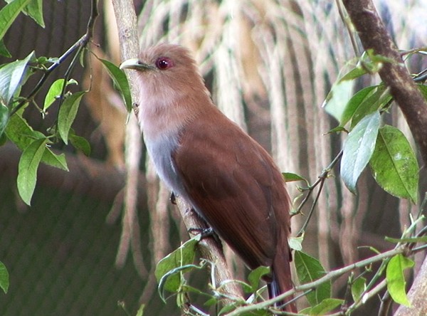 Cuco Ardilla Común (grupo cayana) - ML205065161