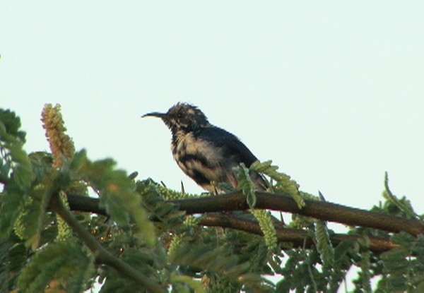 Purple Sunbird - Josep del Hoyo