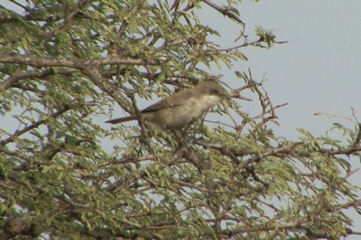 Lesser Whitethroat - ML205065431