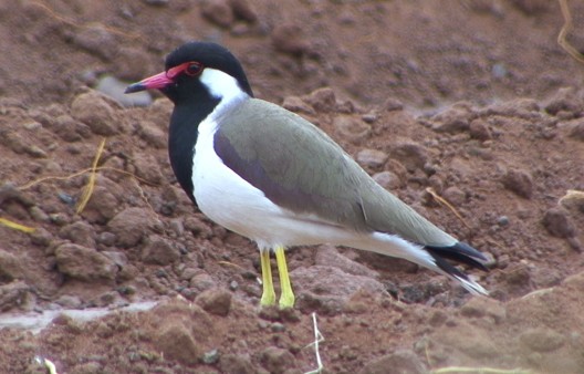 Red-wattled Lapwing - Josep del Hoyo