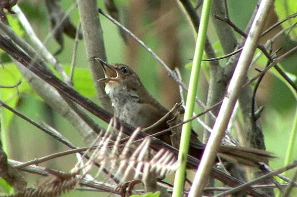 Javan Bush Warbler (Timor) - ML205065461