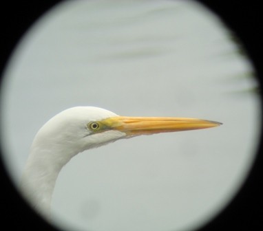 Silberreiher (egretta) - ML205065621