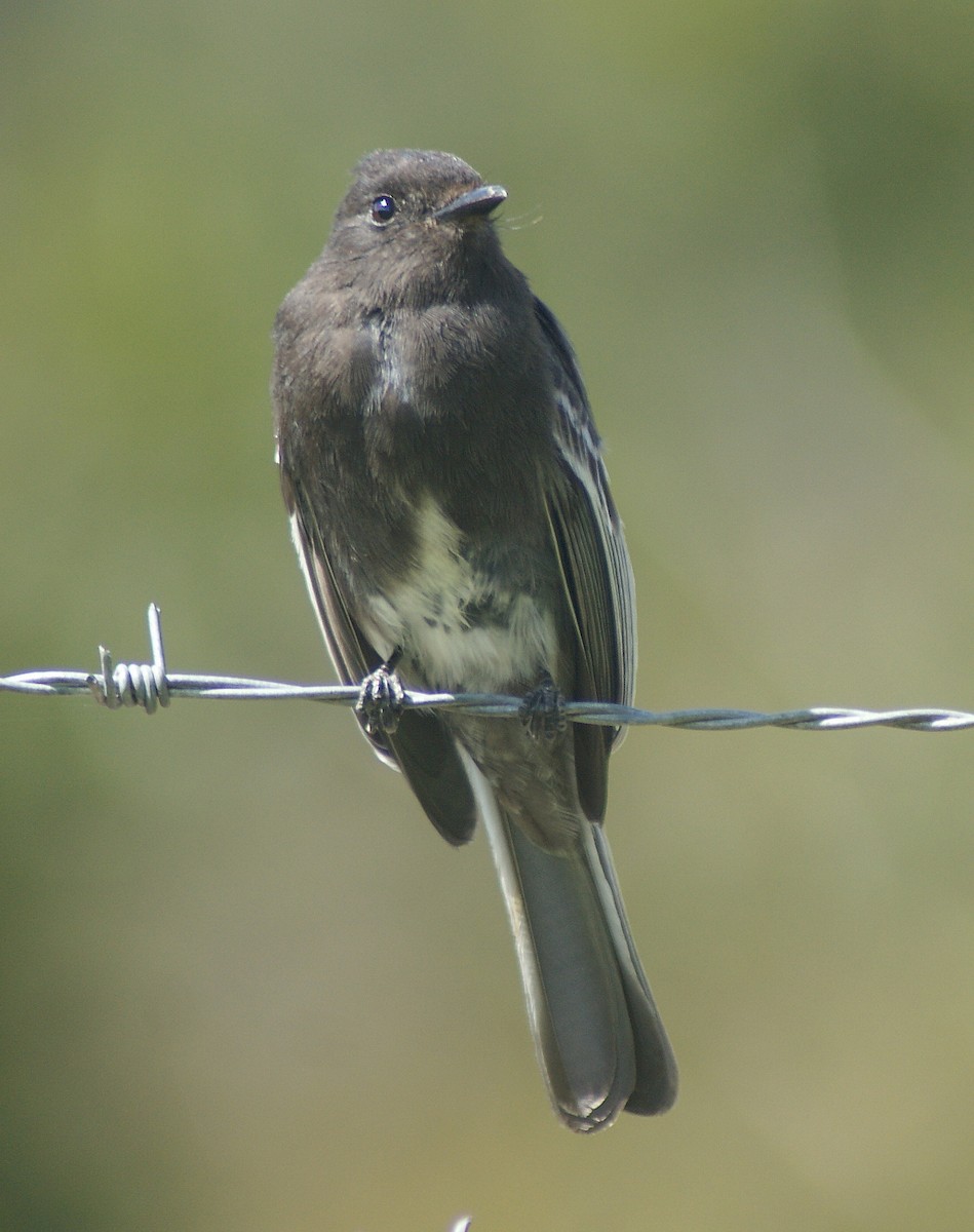 Феб чорний (підвид latirostris/angustirostris) - ML205066471