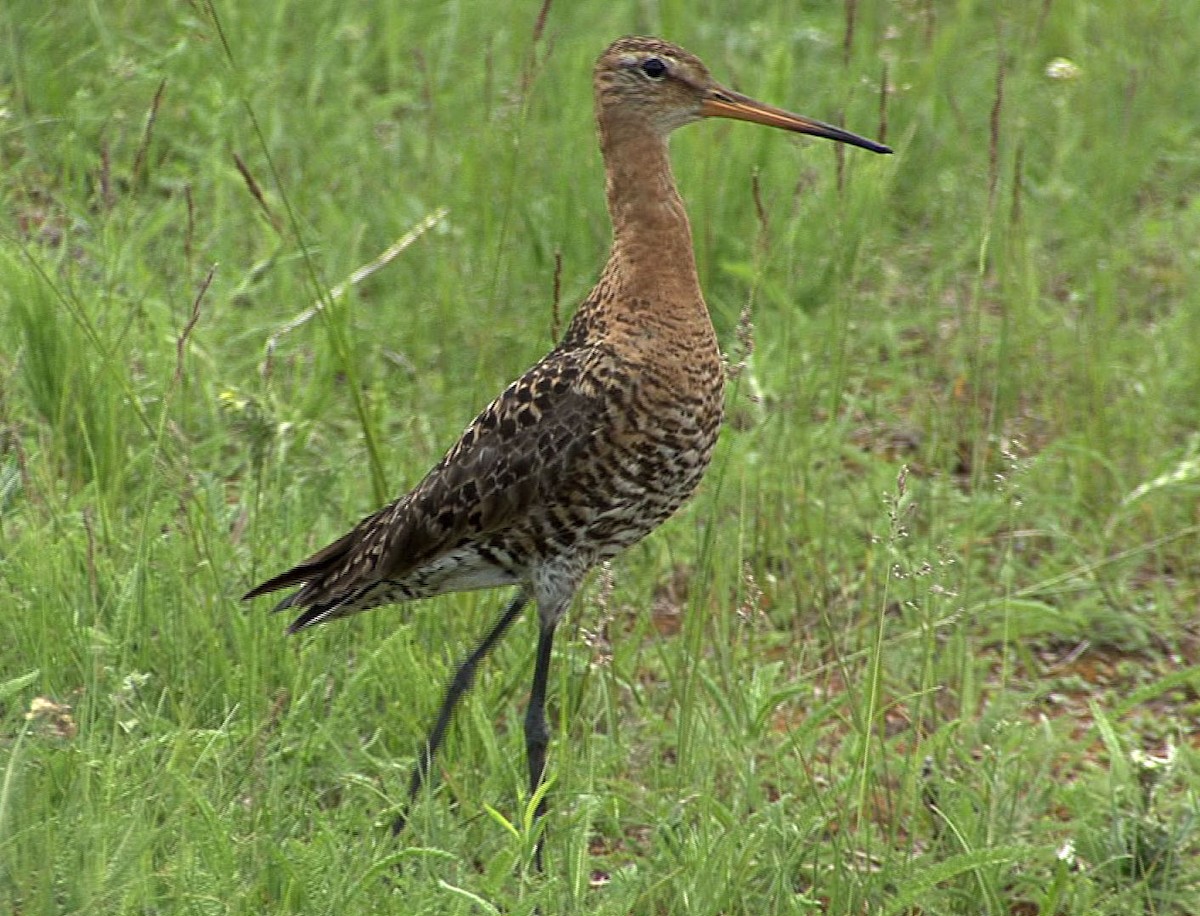 Black-tailed Godwit (melanuroides) - ML205066901