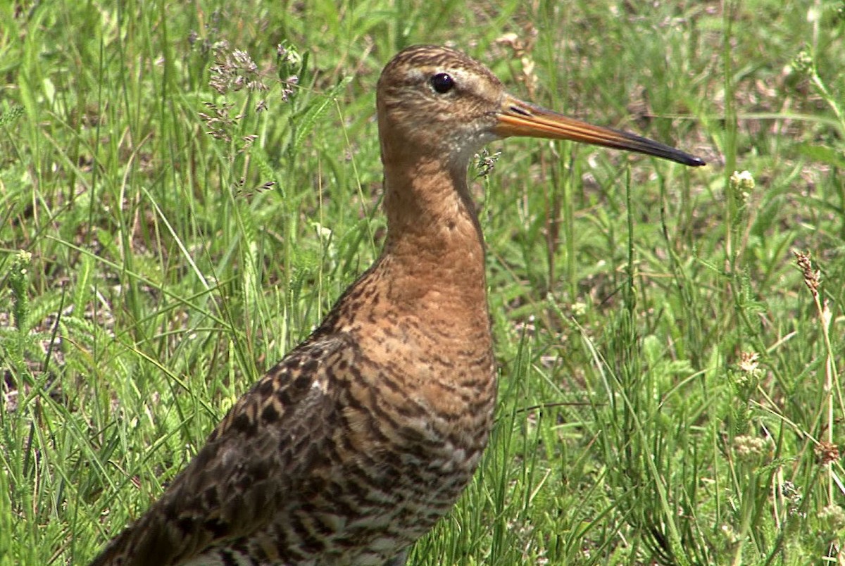 Black-tailed Godwit (melanuroides) - ML205066911