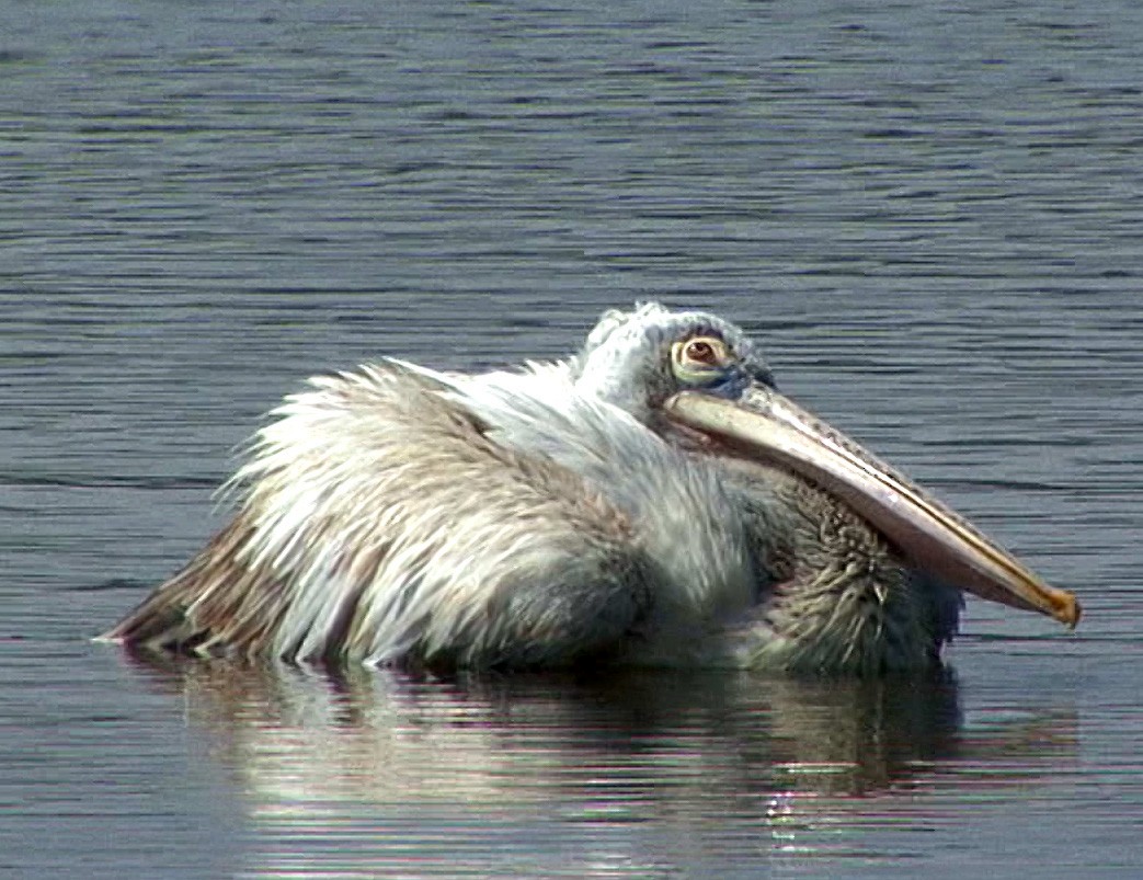 Spot-billed Pelican - ML205067001