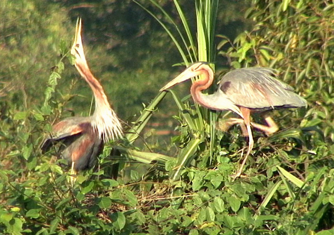 Purple Heron (Purple) - ML205067011