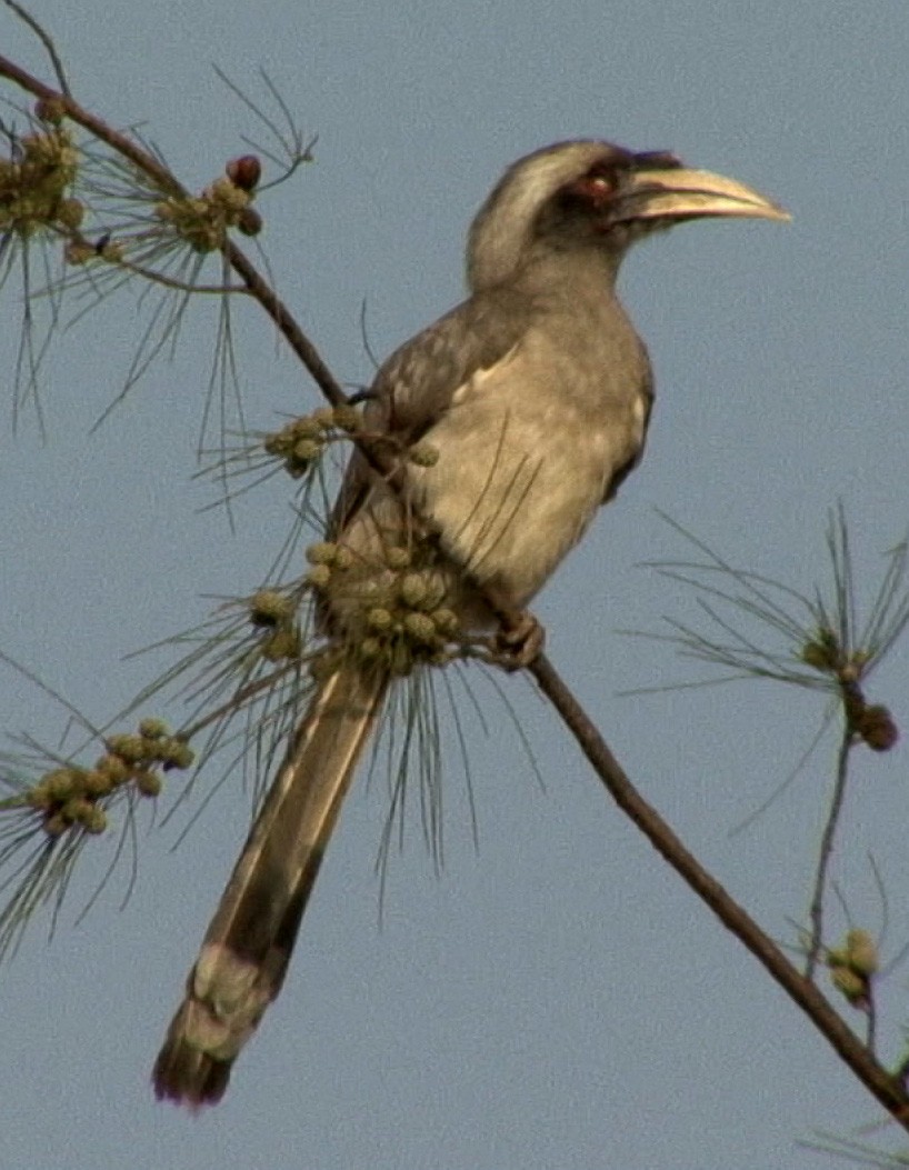 Indian Gray Hornbill - ML205067021