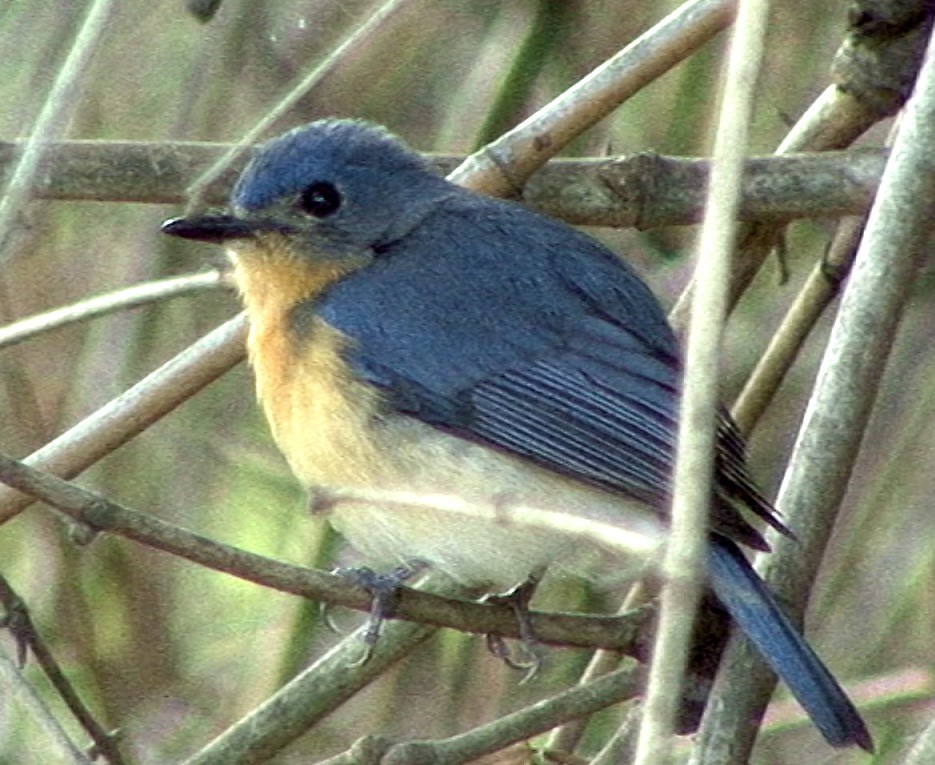 Tickell's Blue Flycatcher - ML205067061