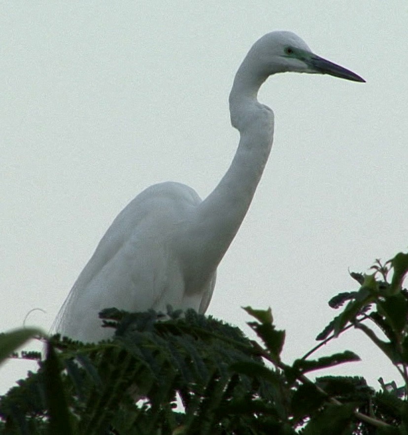 Medium Egret - ML205067081