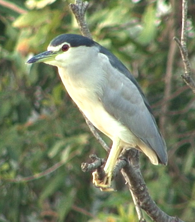 Black-crowned Night Heron (Eurasian) - ML205067121