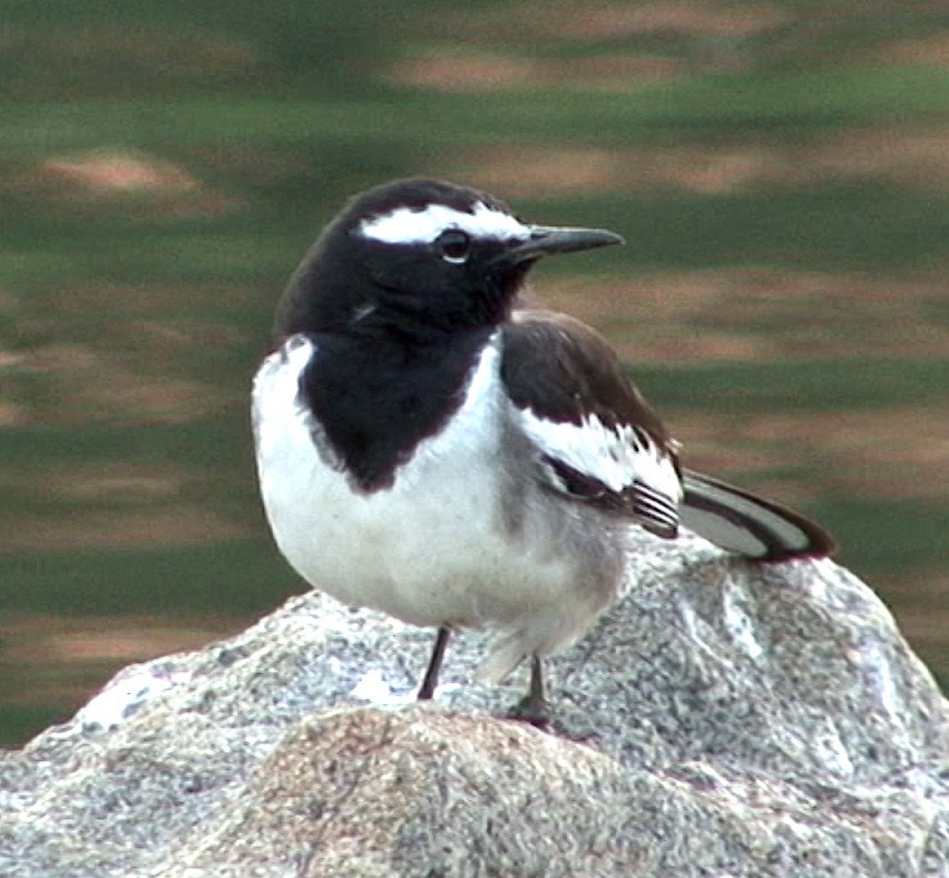 White-browed Wagtail - ML205067131