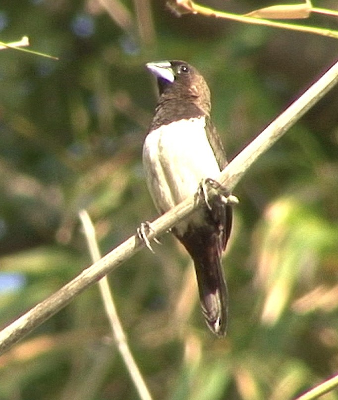 White-rumped Munia - ML205067141