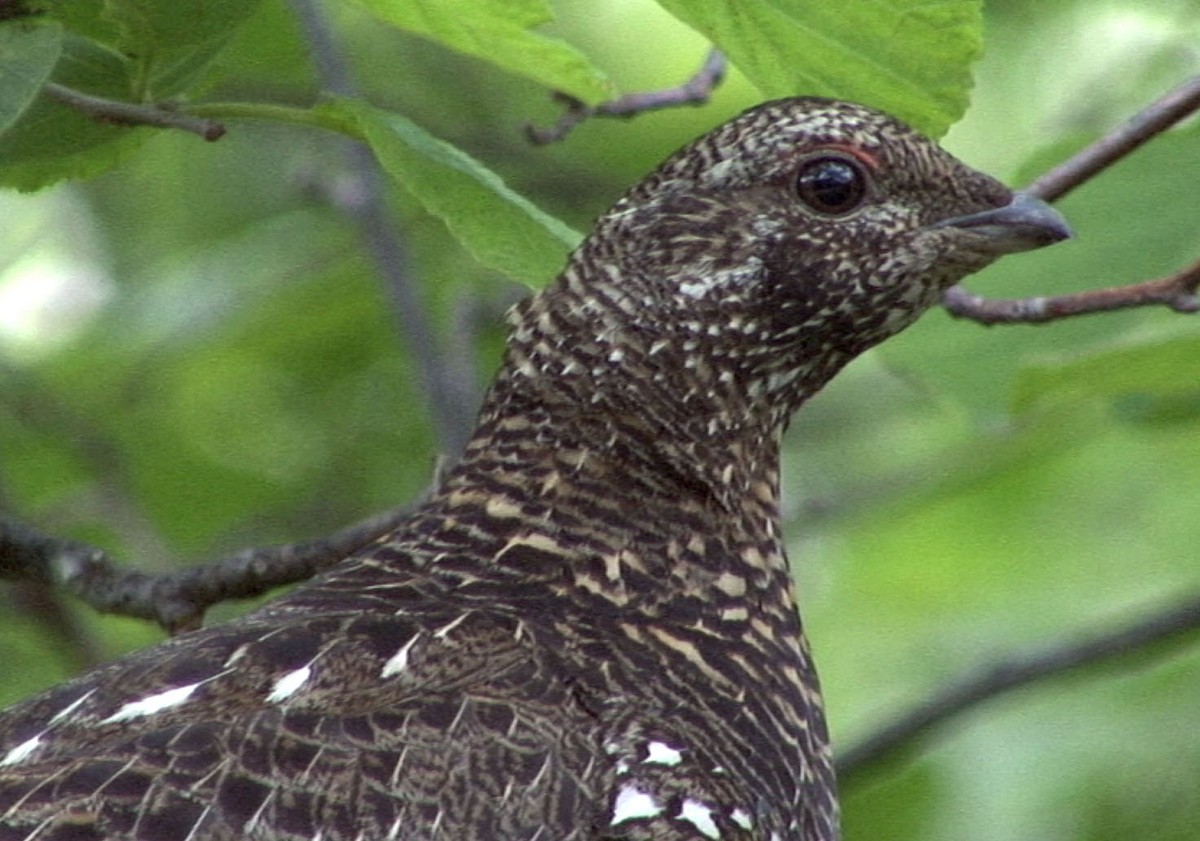 Siberian Grouse - ML205067181