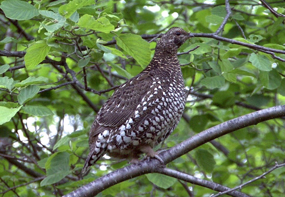 Siberian Grouse - ML205067191