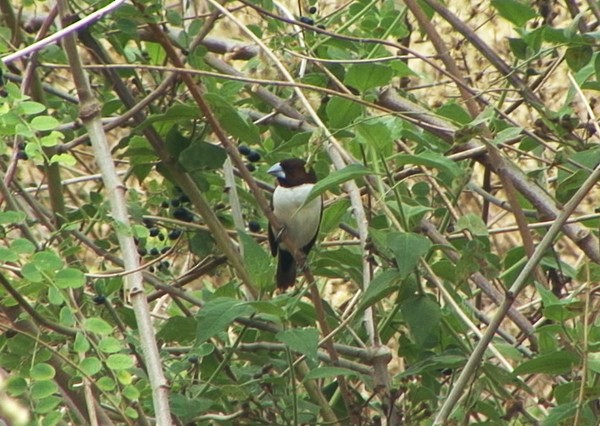 Five-colored Munia - Josep del Hoyo