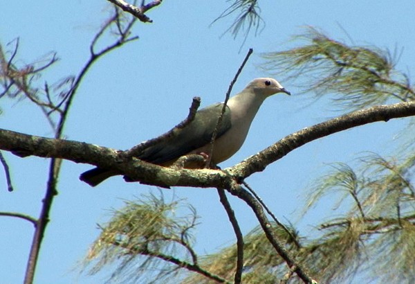 Pink-headed Imperial-Pigeon - Josep del Hoyo