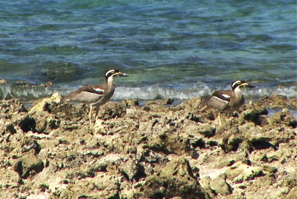 Beach Thick-knee - ML205067571