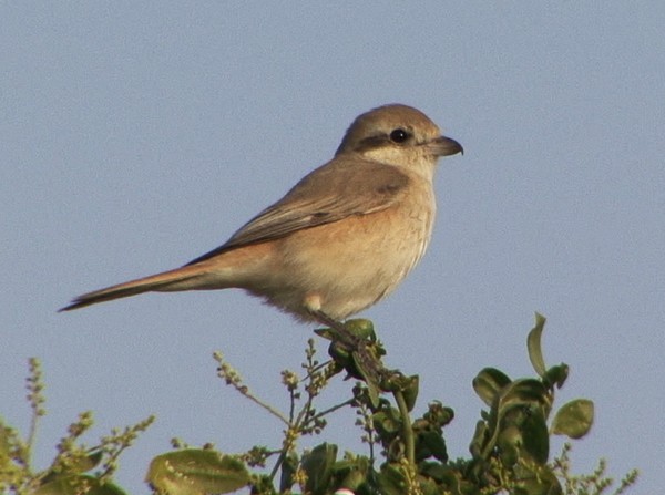 Isabelline Shrike (Chinese) - ML205067701