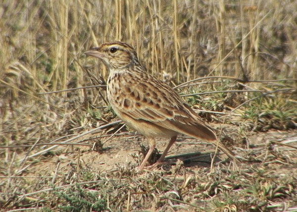 Indian Bushlark - Josep del Hoyo