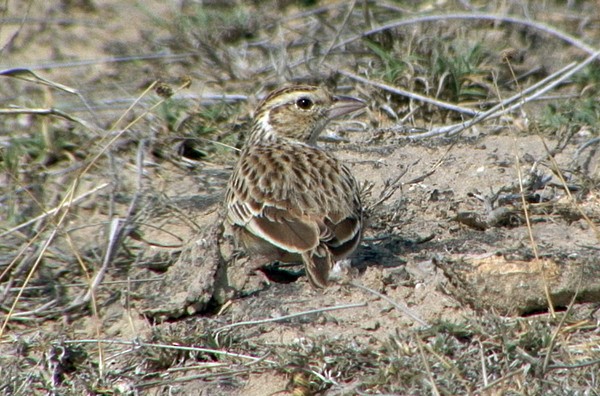 Indian Bushlark - Josep del Hoyo