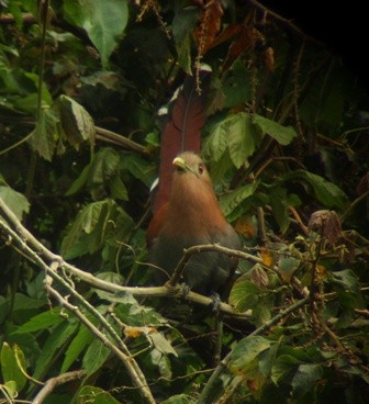 Squirrel Cuckoo (Middle America) - ML205068081