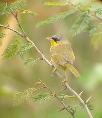 Gray-crowned Yellowthroat - ML205068121