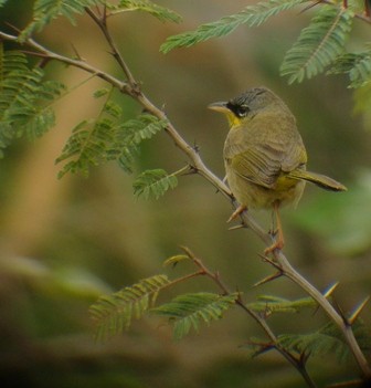 Gray-crowned Yellowthroat - ML205068131