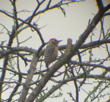 Ladder-backed Woodpecker - ML205068181