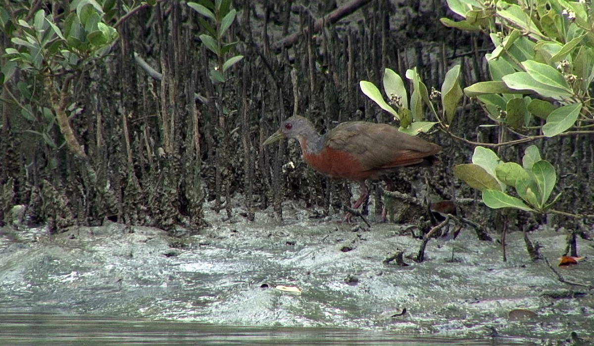 Cotara de Manglar - ML205068501