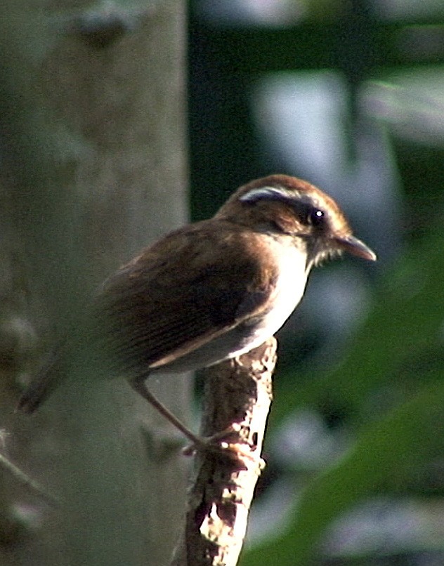 Hooded Gnateater - ML205068541