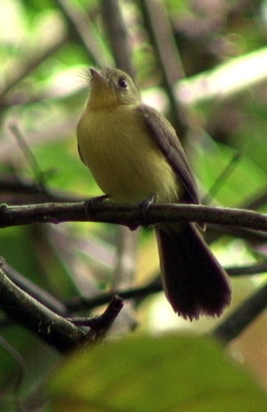 Black-tailed Flycatcher (Black-tailed) - ML205068591