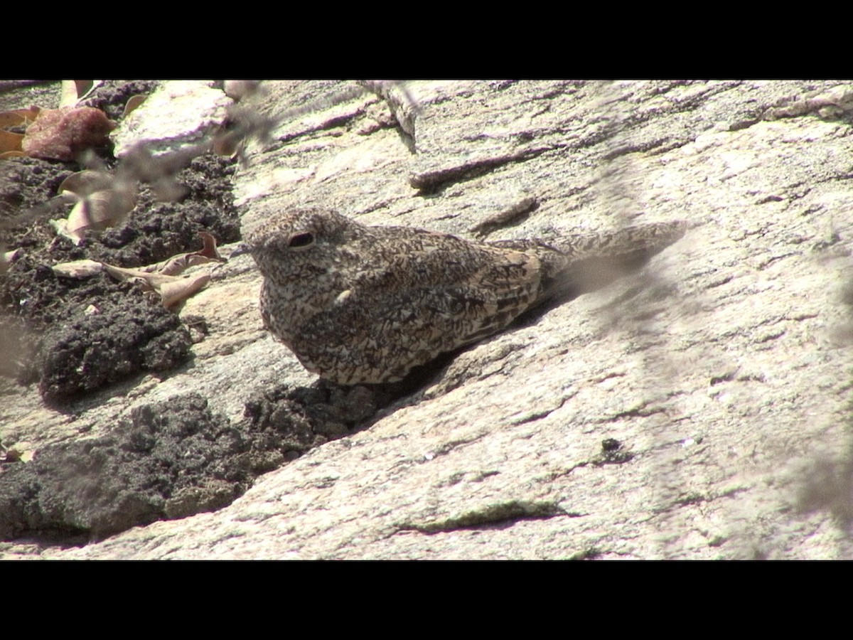 Pygmy Nightjar - ML205068611