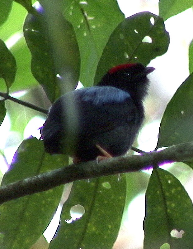 Blue-backed Manakin (pareola/atlantica) - ML205068641