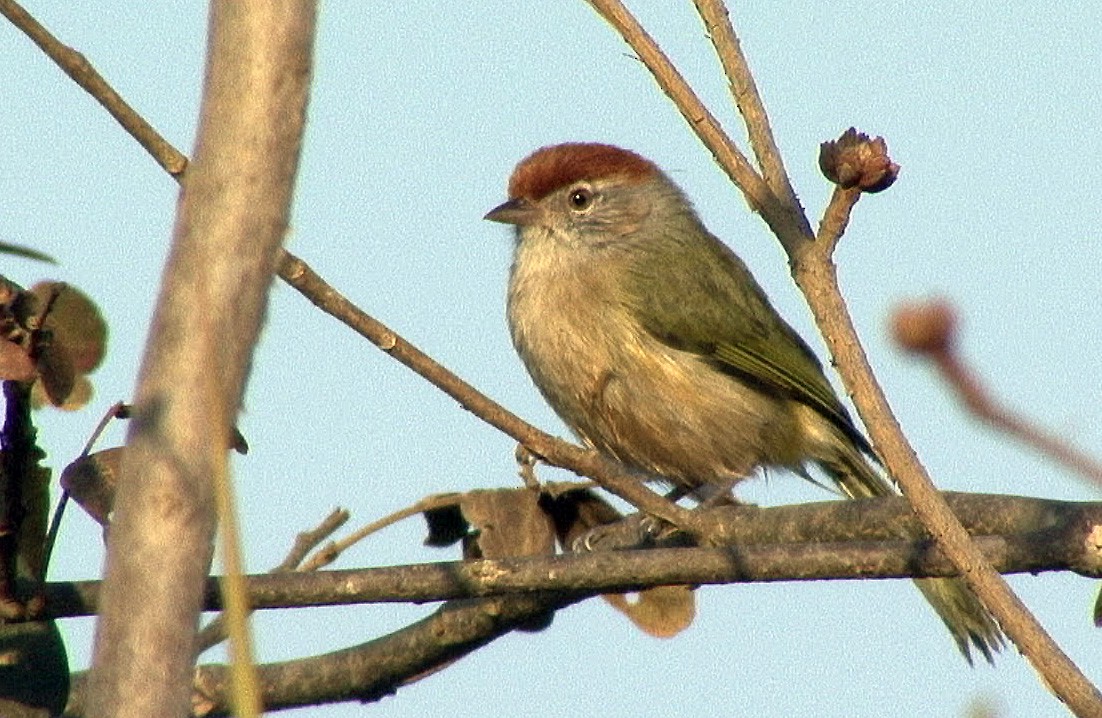 ML205068711 - Gray-eyed Greenlet - Macaulay Library