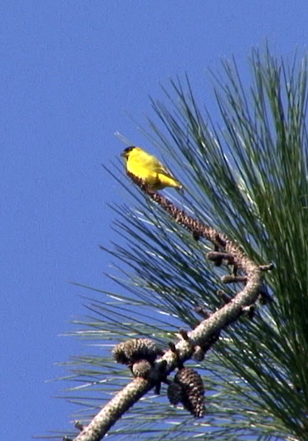 Yellow-faced Siskin - ML205068841