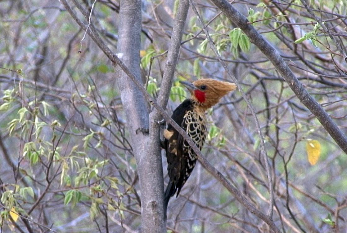 Ochre-backed Woodpecker - Josep del Hoyo