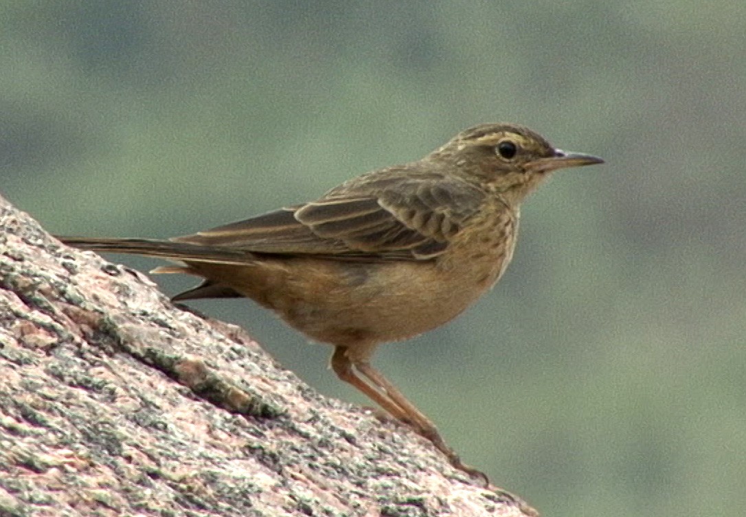 Long-billed Pipit (Indian) - Josep del Hoyo