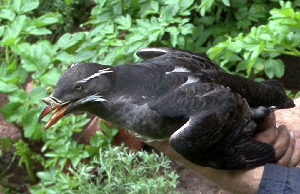 Rhinoceros Auklet - Josep del Hoyo